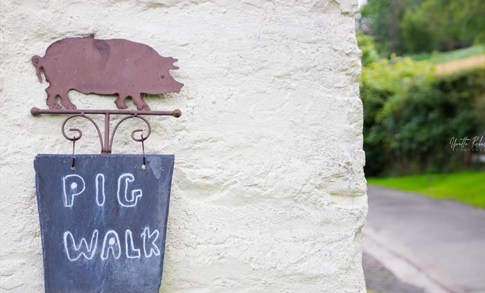 piggy walking in wales